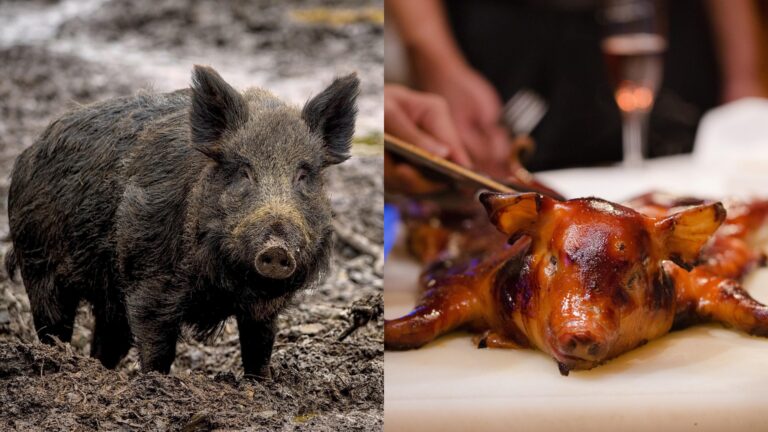 Logic Tv, Logic Tv Blog, LogicTvBlog, Logic Tv Bangla,