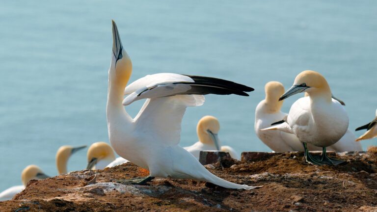 কোরআনে প্রাণীবিজ্ঞান: পশুপাখি ও পতঙ্গজগতের বৈজ্ঞানিক সত্য