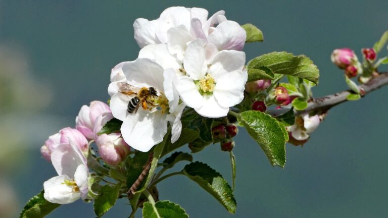 কোরআনে উদ্ভিদবিজ্ঞান: যুগল সৃষ্টি, ফলের লিঙ্গ বৈশিষ্ট্য ও বৈজ্ঞানিক নির্ভুলতা